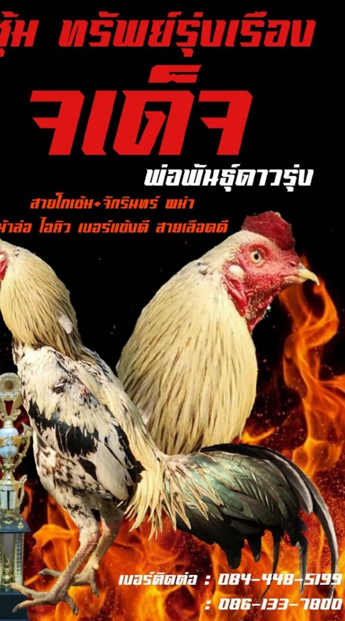 ตลาดซื้อขายไก่ชนทรัพย์รุ่งเรือง