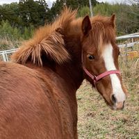 癒し馬クラブ