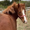 癒し馬クラブ