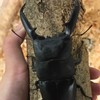 ヒロたまなりきり