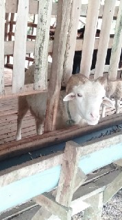 อนุรักษ์&พัฒนาแกะปัตตานี