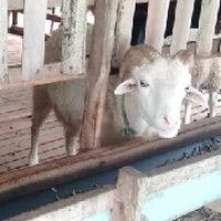 อนุรักษ์&พัฒนาแกะปัตตานี