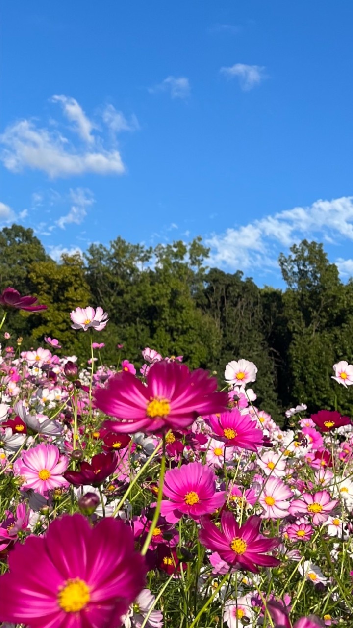 🌸🌼🌺全国40代50代雑談部屋🌺🌼🌸