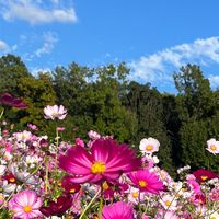 🌸🌼🌺全国40代50代雑談部屋🌺🌼🌸