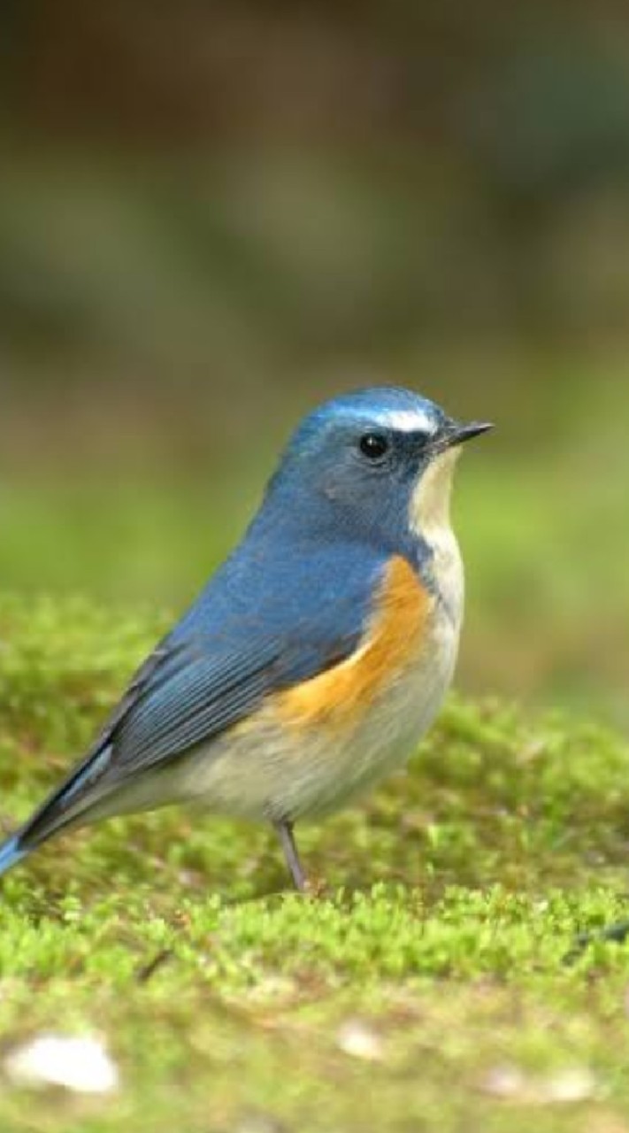 野鳥写真館