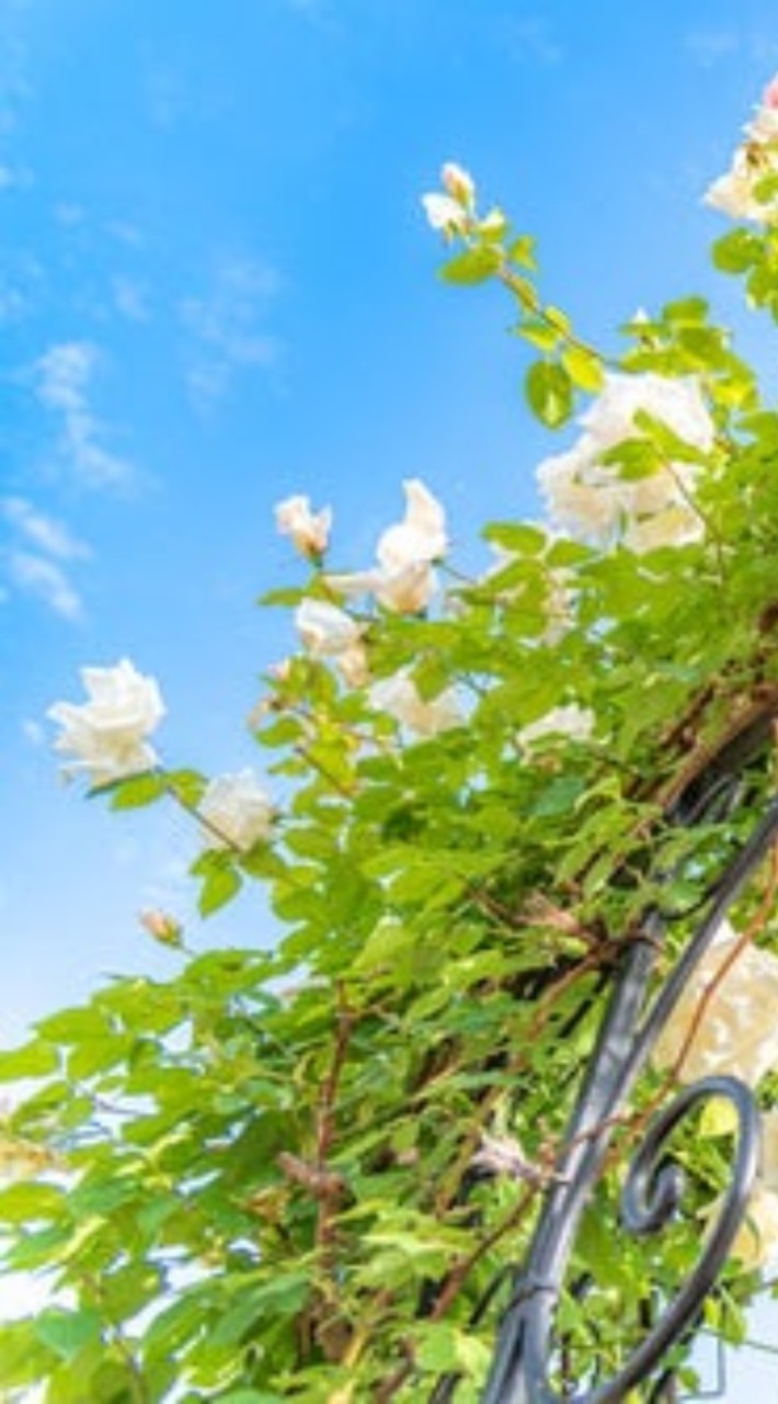 🌿松戸メンタルほっこり部屋🌿