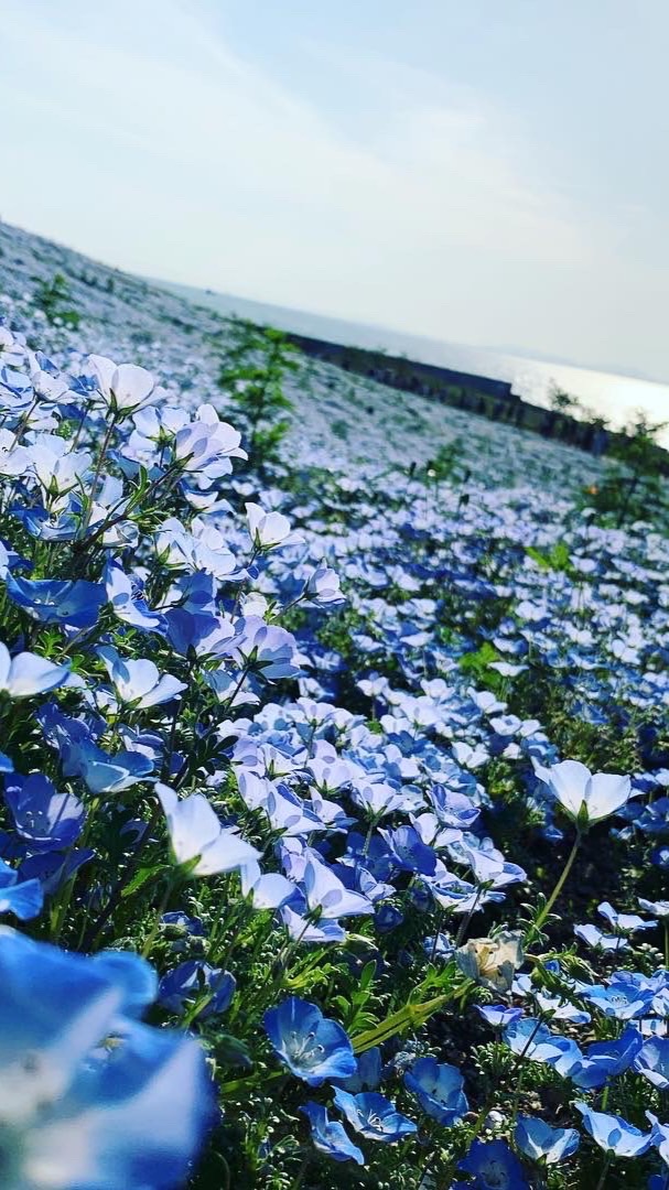 ［848］極楽浄土