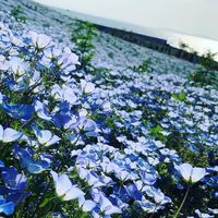 ［848］極楽浄土