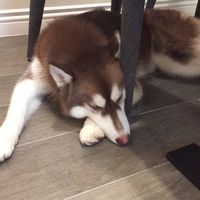 寵物社團