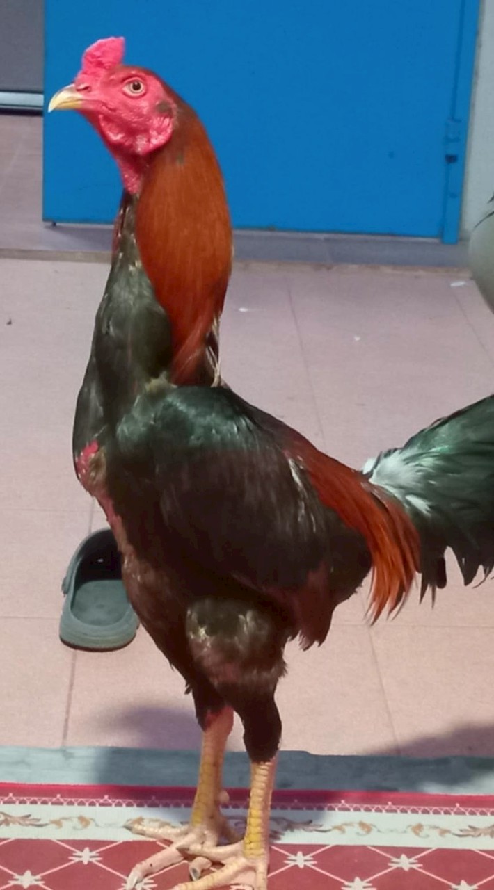ส.โจโฉ 🐓 ไก่ชนบ้านนอก🐓