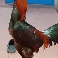 ส.โจโฉ 🐓 ไก่ชนบ้านนอก🐓
