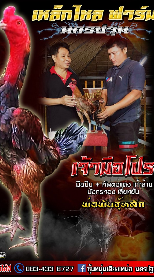 เหล็กไหล ฟาร์ม นครปฐม พม่าเบอร์แข้ง ปากไว จิตใจเหนียว