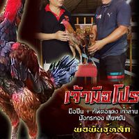 เหล็กไหล ฟาร์ม นครปฐม พม่าเบอร์แข้ง ปากไว จิตใจเหนียว
