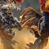 ไก่เดือยใต้