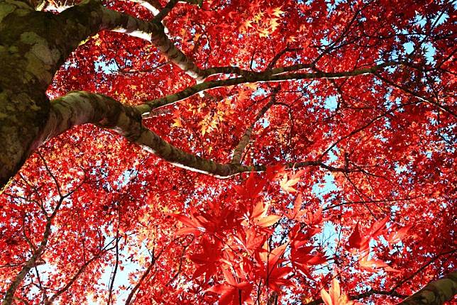 ▲圖片來源：愛上杉林溪fb