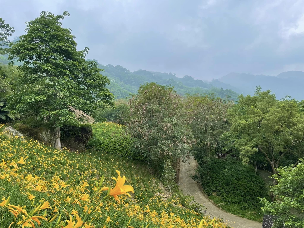 金黃花海攻占全台！５處金針花祕境：多達10萬株、北部最大、衝彰化免費拍爆