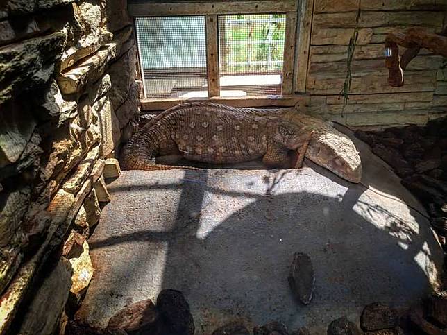 台南頑皮世界 台南最夯野生動物園 餵食水豚君 長頸鹿親親 還有草泥馬零距離接觸
