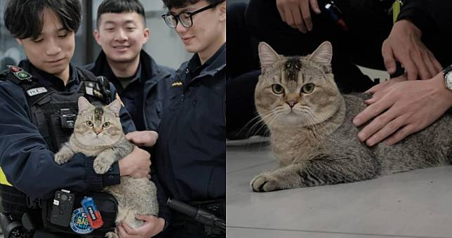 板橋「非常重」迷路貓回家了⋯飼主遭罰3000元　最新近況曝光