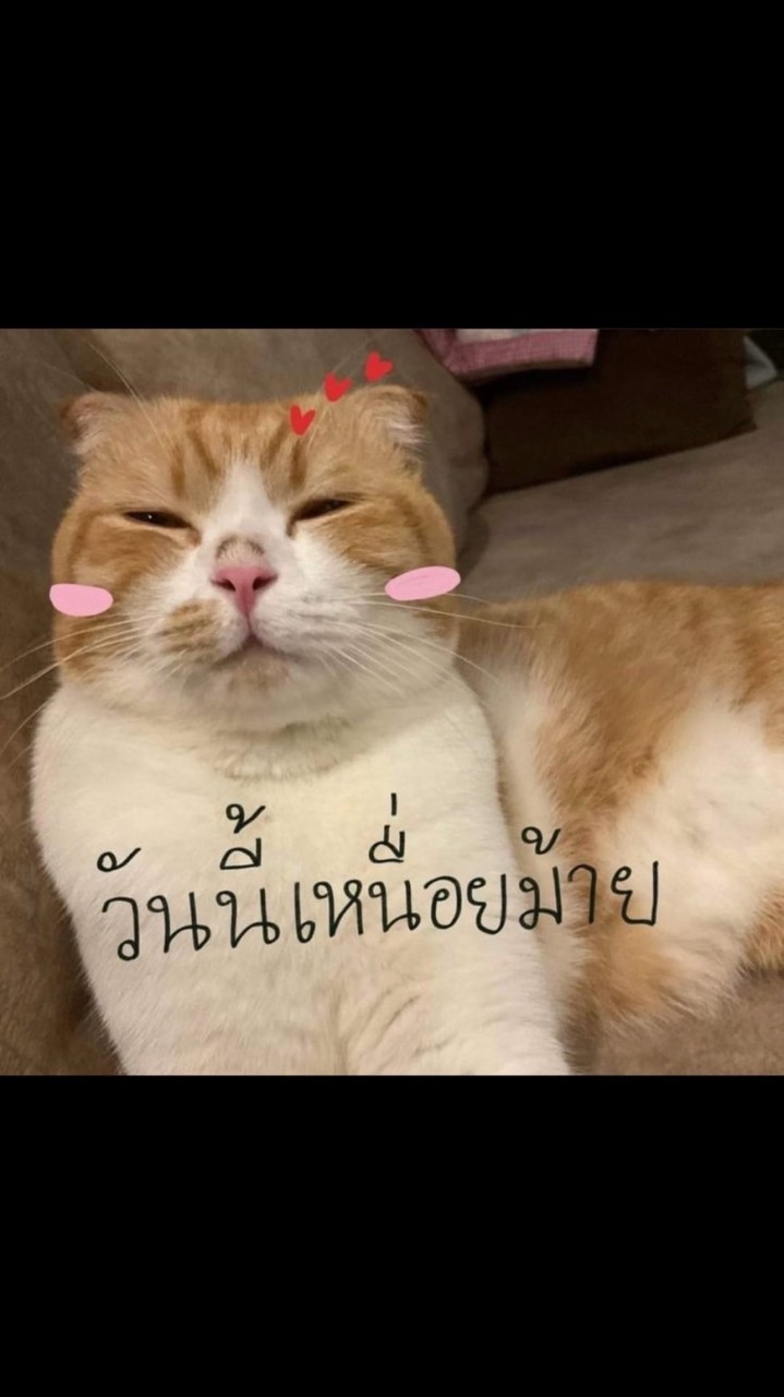 ทาสของแมวเป้า🐈