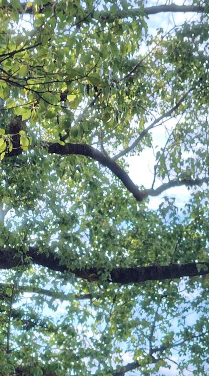 歌枠 歌リレーしたい人かもん！