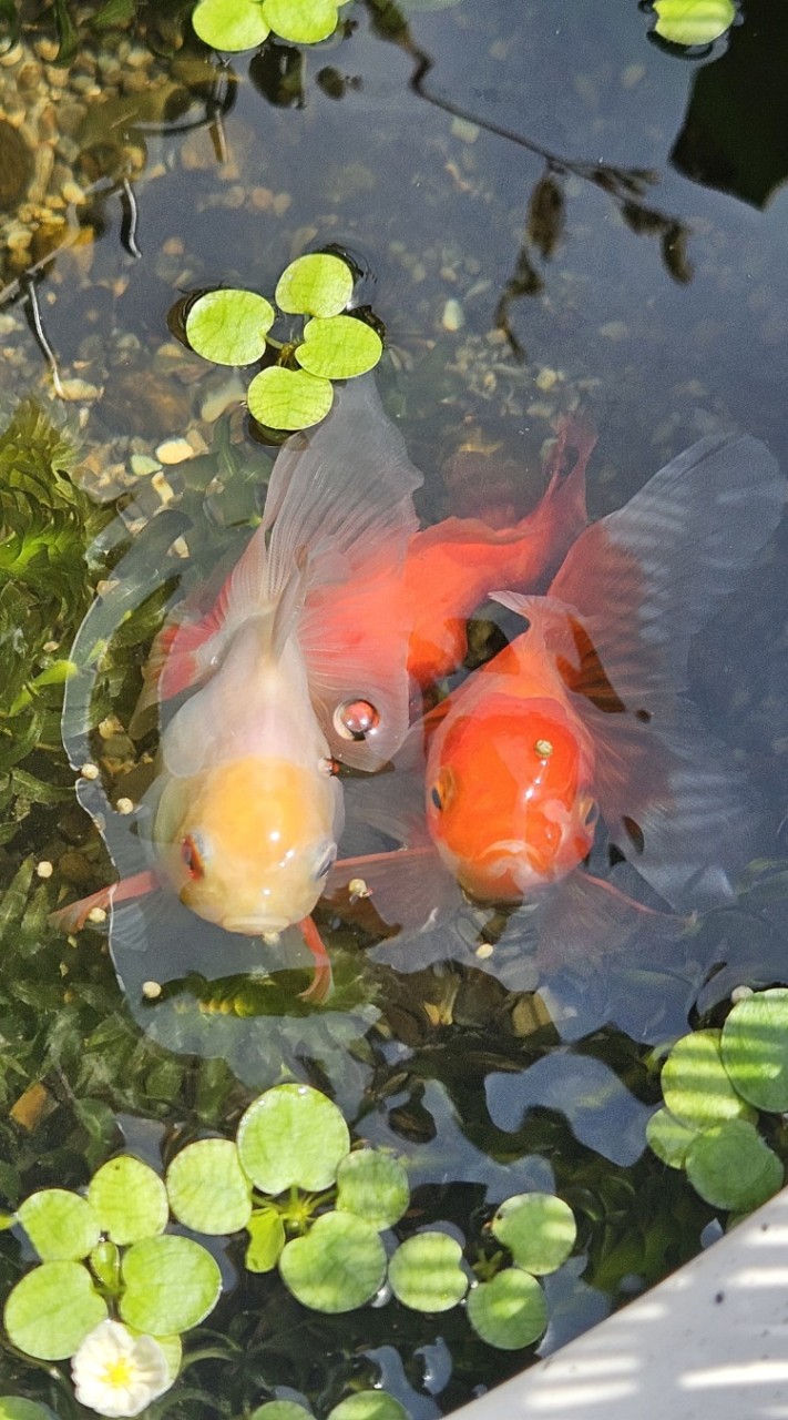 女性のための金魚メダカを愛でる会