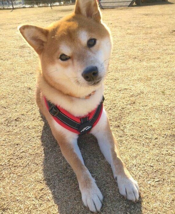 同居犬に チョイチョイ とちょっかいを出す柴犬 いぬのきもちnews