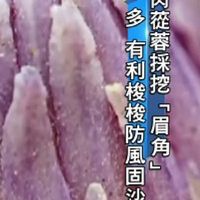 認識肉蓯蓉