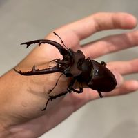 甲蟲明價交易+飼育技術討論群