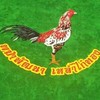 ไก่ทอง ฟาร์ม พม่าพัฒนาเหล่าไก่ทอง