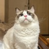 Cat Squishy