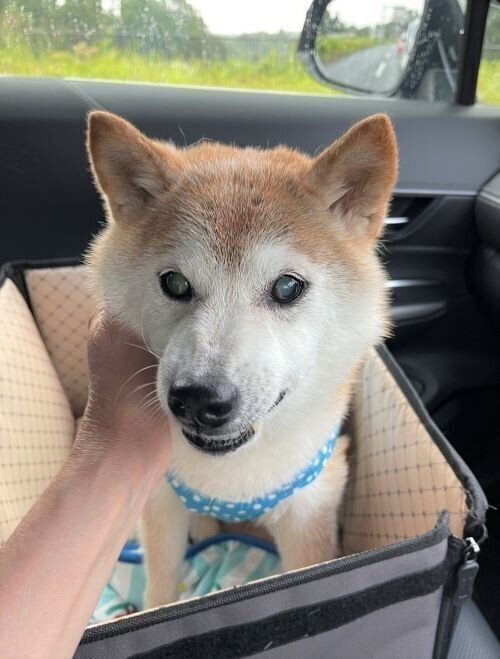 柴犬かぼすちゃん ドライブ中の キュンキュン鳴き対策