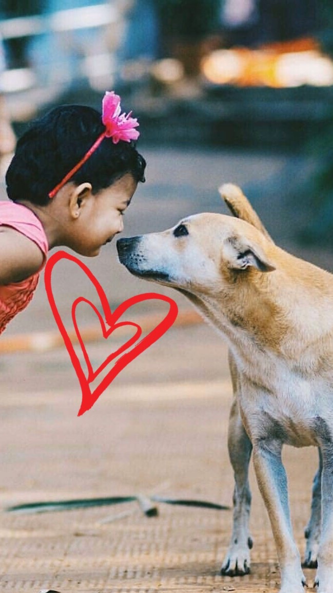 Guardians of Thailand Street Dogs ♥️