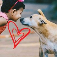 Guardians of Thailand Street Dogs ♥️