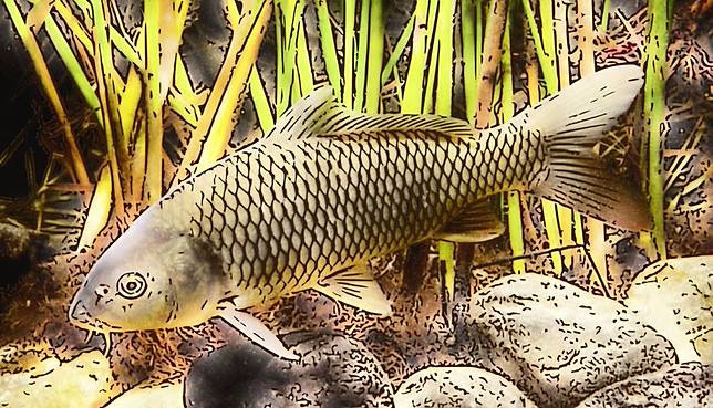 Ikan Mas Disantap Di Indonesia Dianggap Hama Di Australia Gosipnesia Line Today