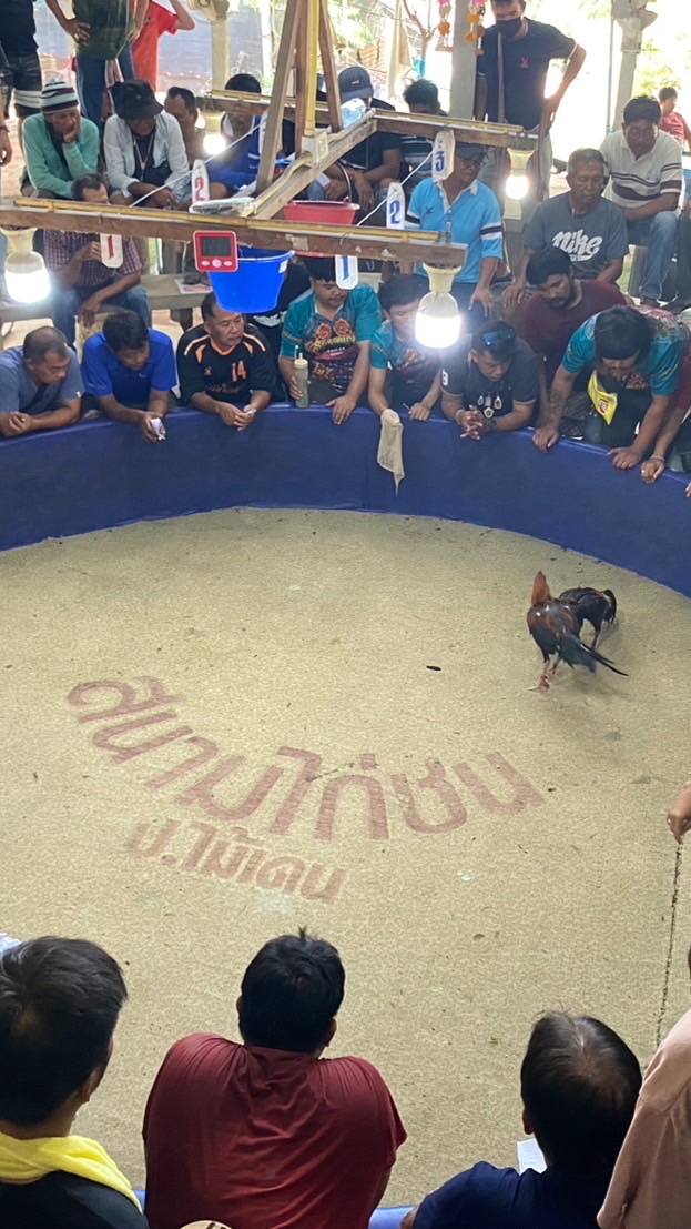 แจ้งข่าวสารสนามชนไก่ป.ไม้เดน