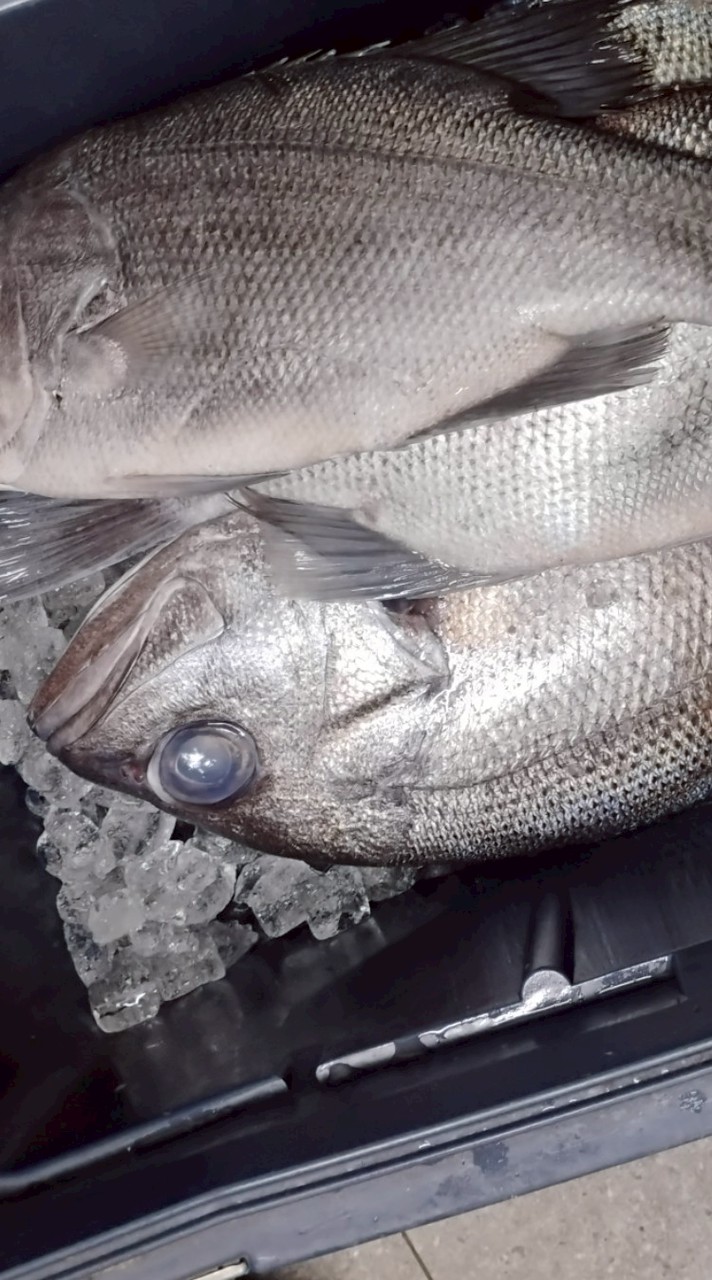 海鮮肉品團購
