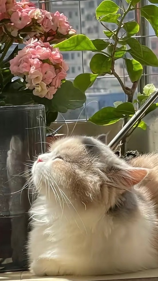 貓貓🐱最可愛