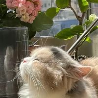貓貓🐱最可愛
