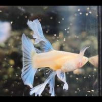 孔雀魚 市集