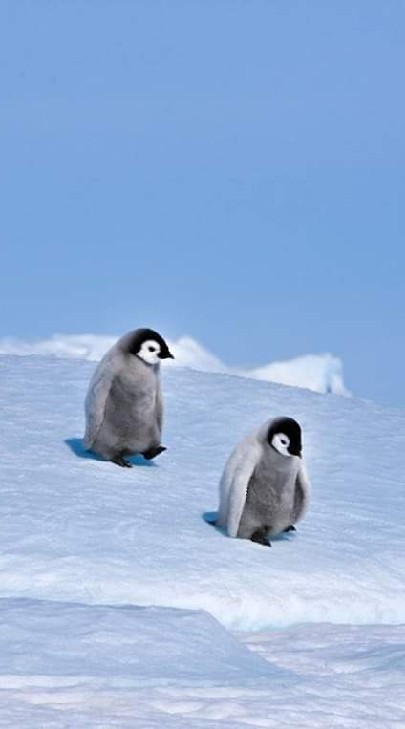 全自動エビチリ保育園OBのオープンチャット