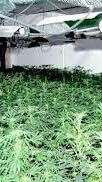 横浜野菜倶楽部