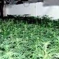 横浜野菜倶楽部