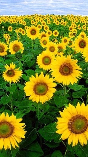 สีเหลืองเกรียงไกร ไม้เรียบฯ