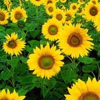 สีเหลืองเกรียงไกร ไม้เรียบฯ