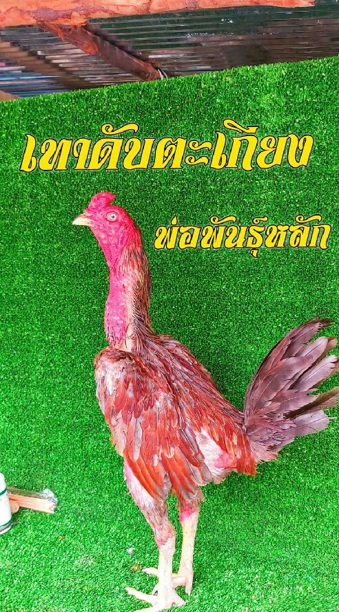 ไอ ริณฟาร์ม
