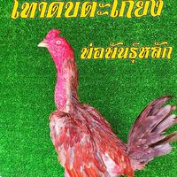 ไอ ริณฟาร์ม