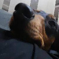 狗