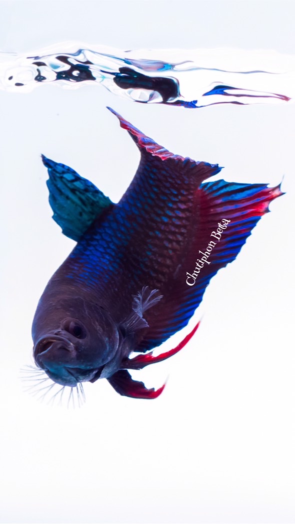 เป้ betta farm