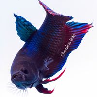 เป้ betta farm