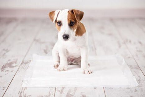 ウンチ中に飼い主さんをじーっ と見つめる犬の気持ちとは